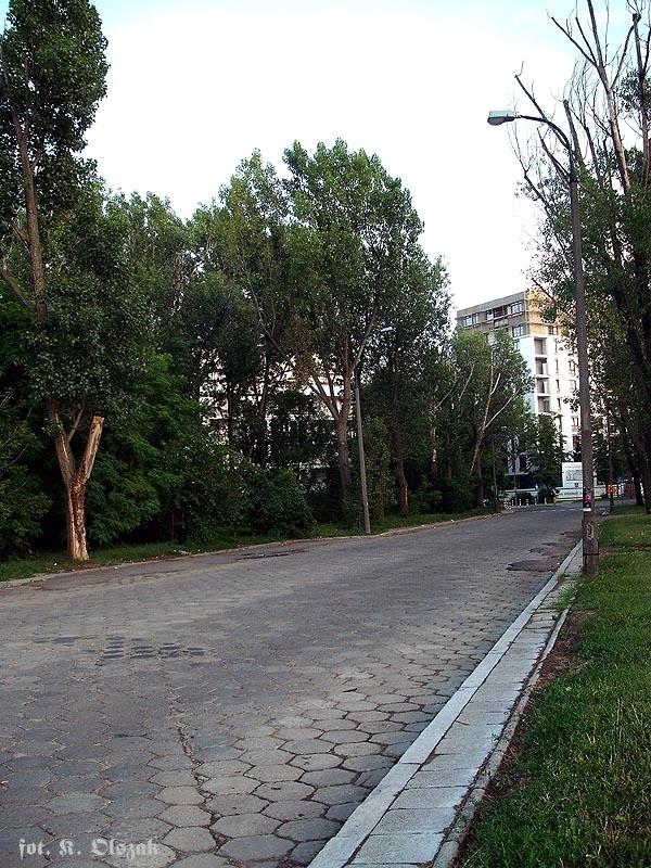 Żoliborskie królestwo trylinki