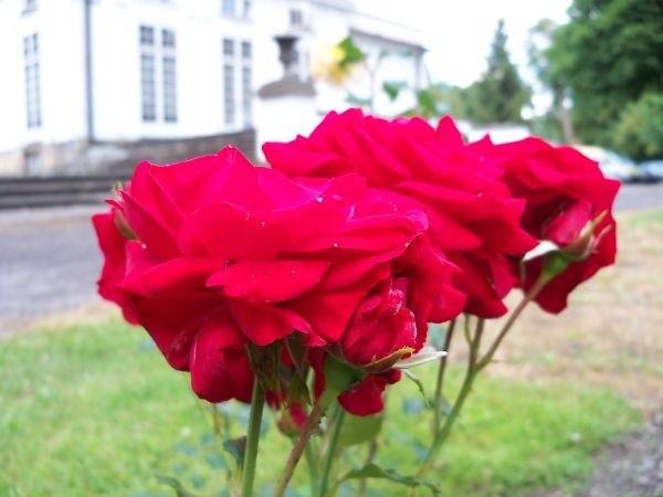 Przypałacowe róże