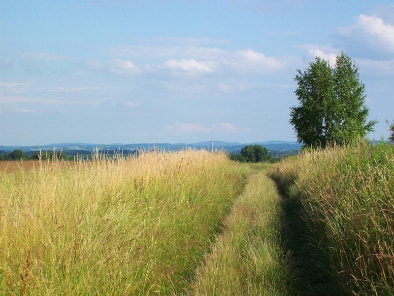 Widoczek