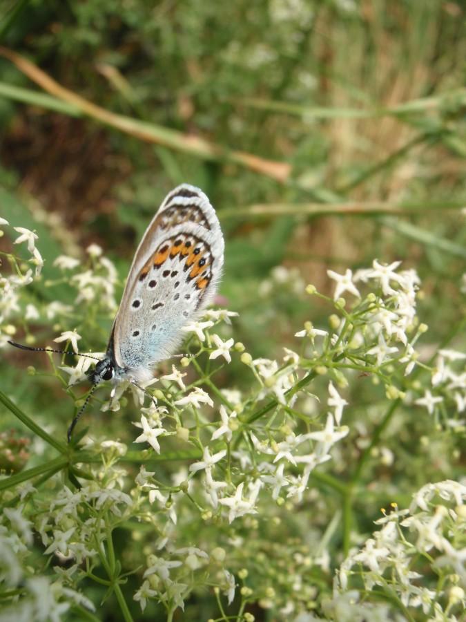 Motyl ze złożnymi skrzydłami