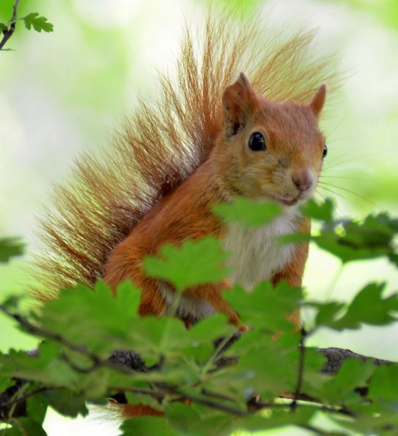 Rudzielec z parku