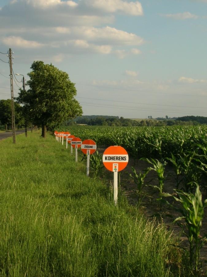 piłkarze ? nie odmiany kukurydzy