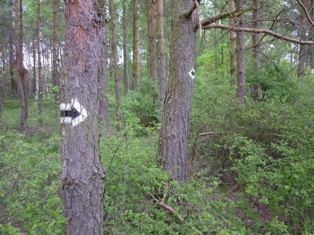 A więc którędy właściwie ?