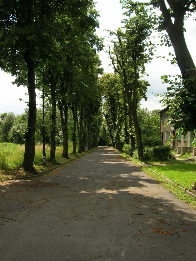 ul. Lipowa w Miechowicach (Bytom)