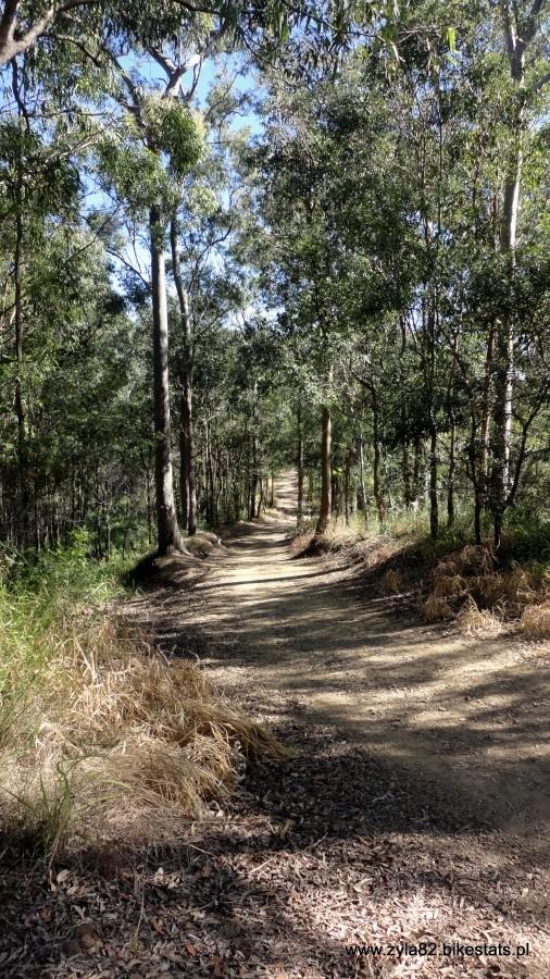 Mt coot-tha Forest