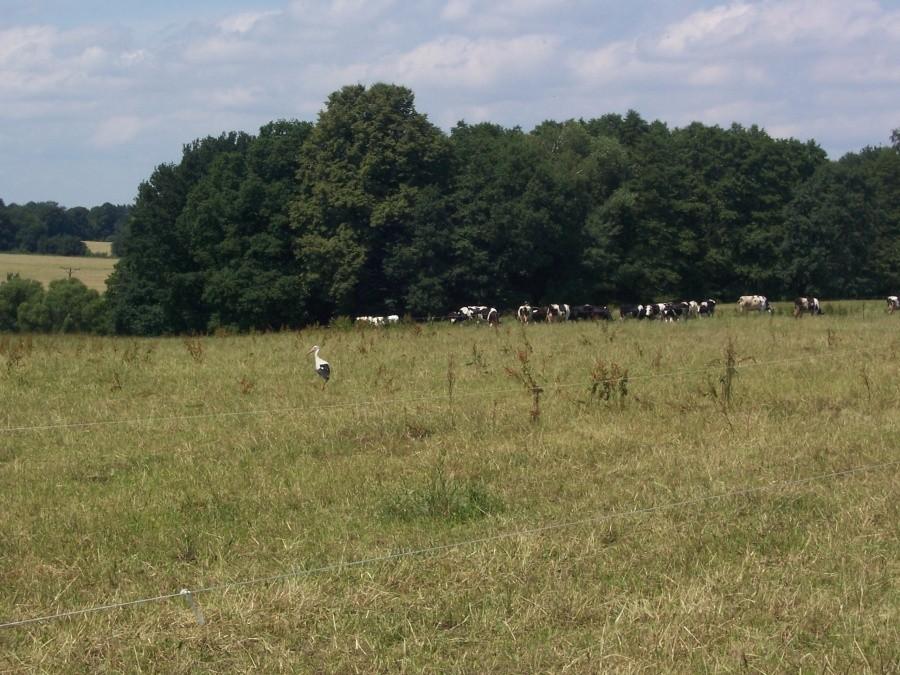 spacerujący bociek
