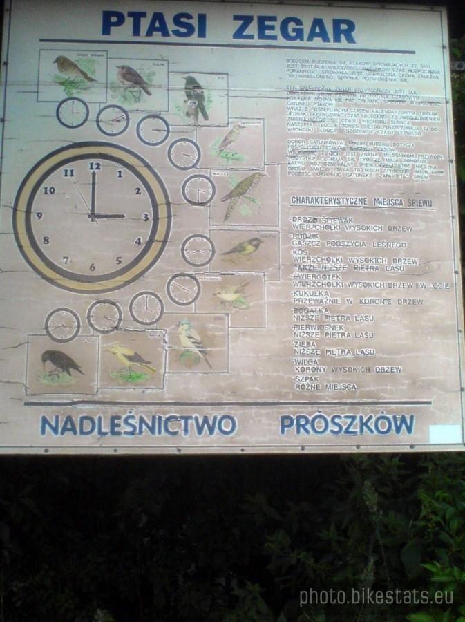 "Leśny zegar" w Strzeleczkach