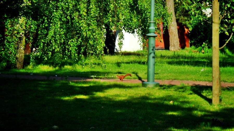 Vievioorka