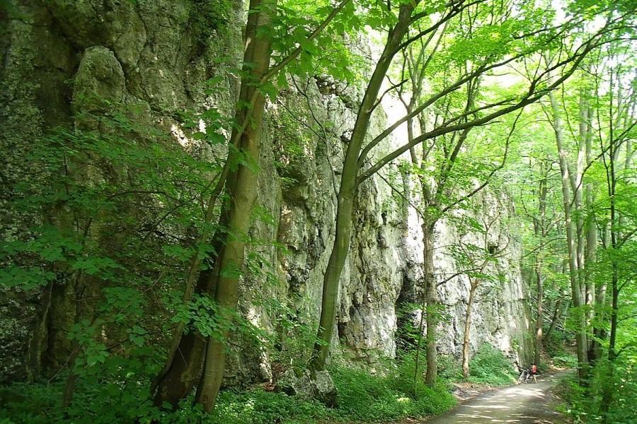 Jedziemy przez ojcowski park