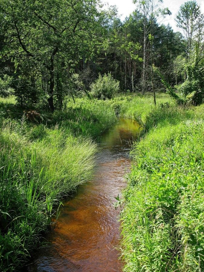 Strumień Ostrówka