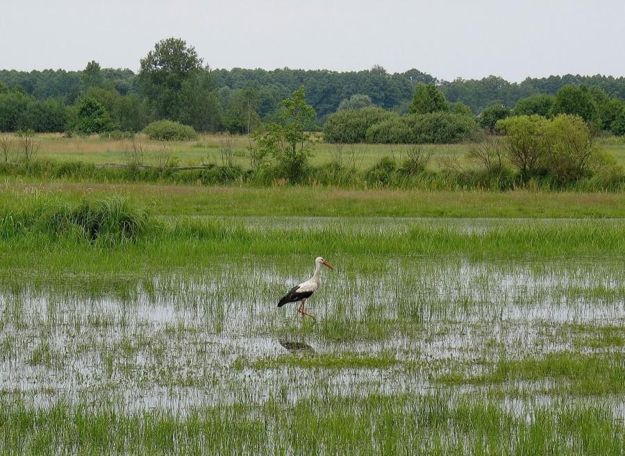 Bociek z Sadolesia