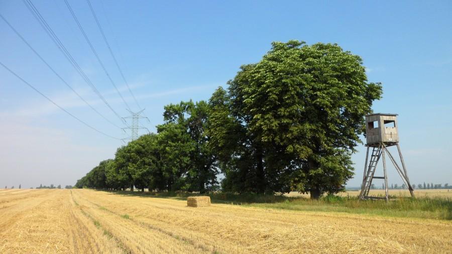 "Aleja" kasztanów. Brożec-Ściborowice