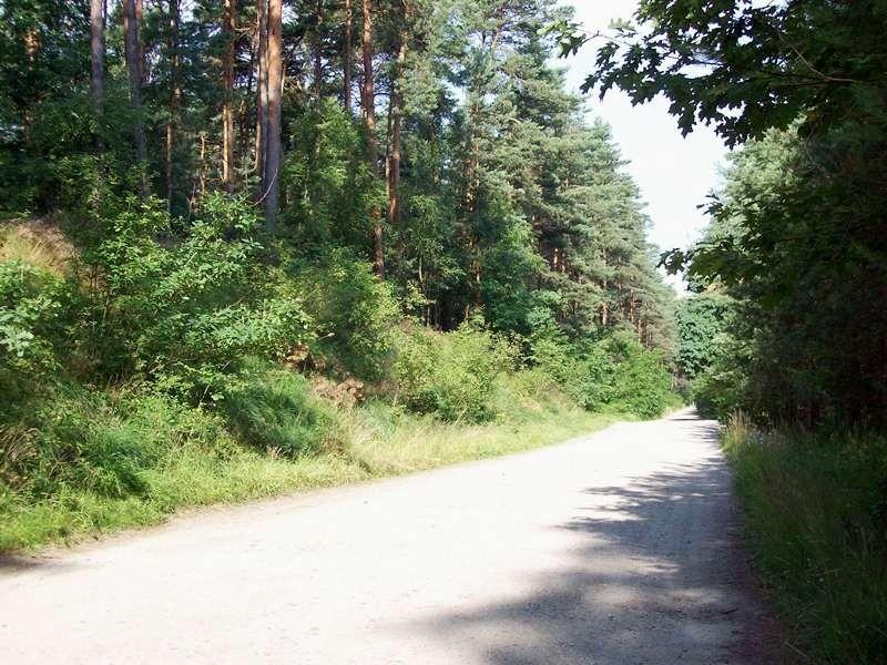 Wielka Droga Królewska - Las Radłowski