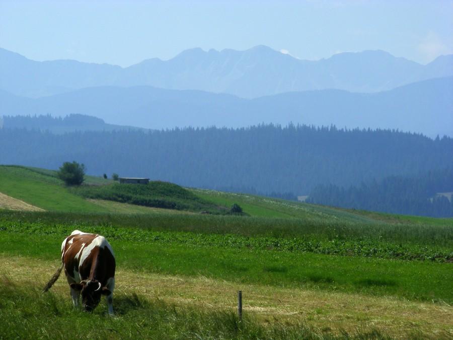 Tatrzańska krowa;P