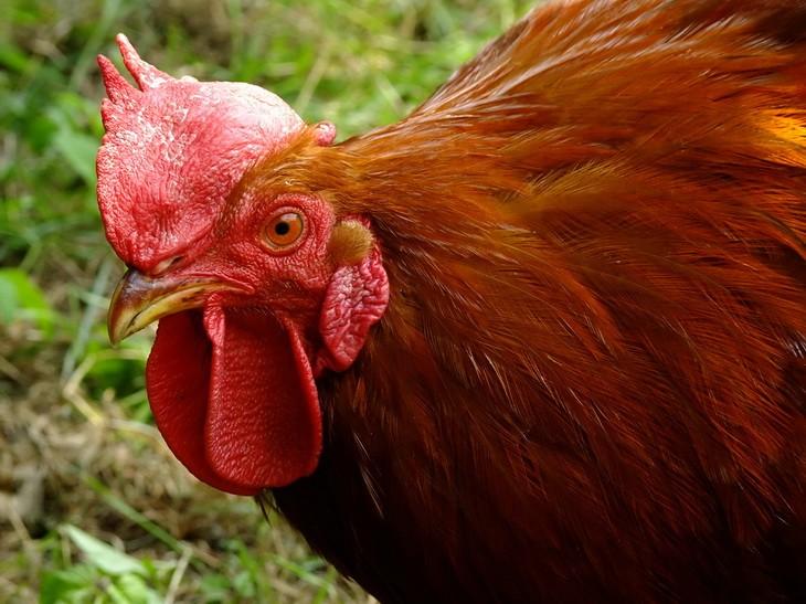 El gallo de la muerte