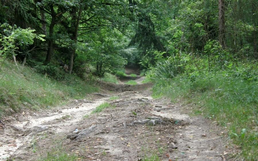 Golonkowej namiastki z korzeniami nie zabrakło :)