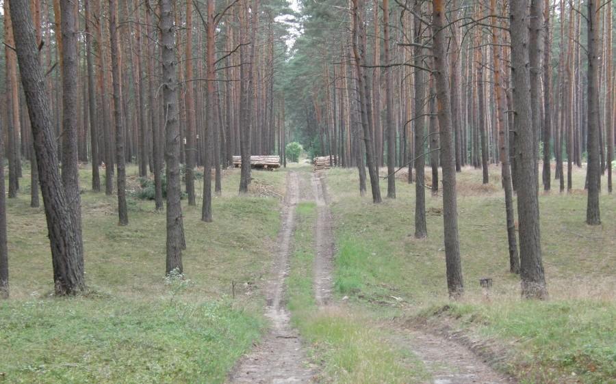 Lubuski las. Nawet troszkę pobłądziłem ...