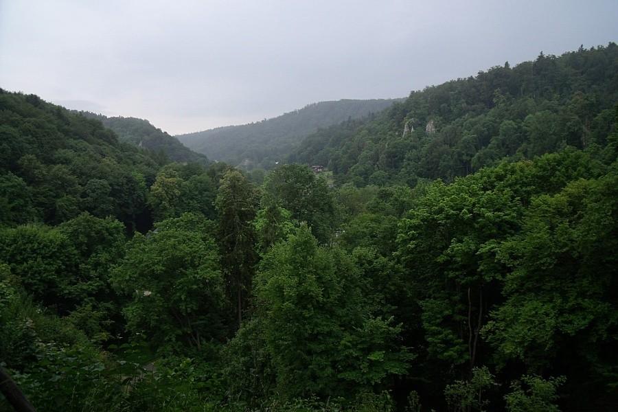 widoczek