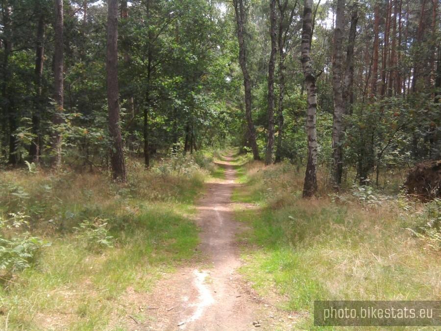 Trasa "Nad Jezioro Lusowskie" - odcinek leśny