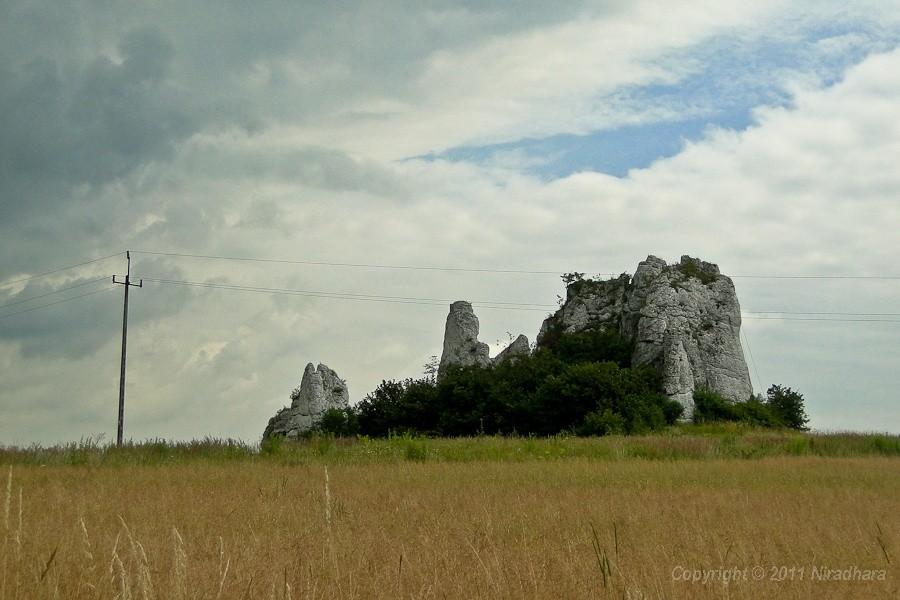 samotniczka