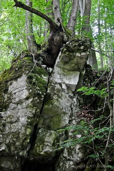 podglądanie drzew