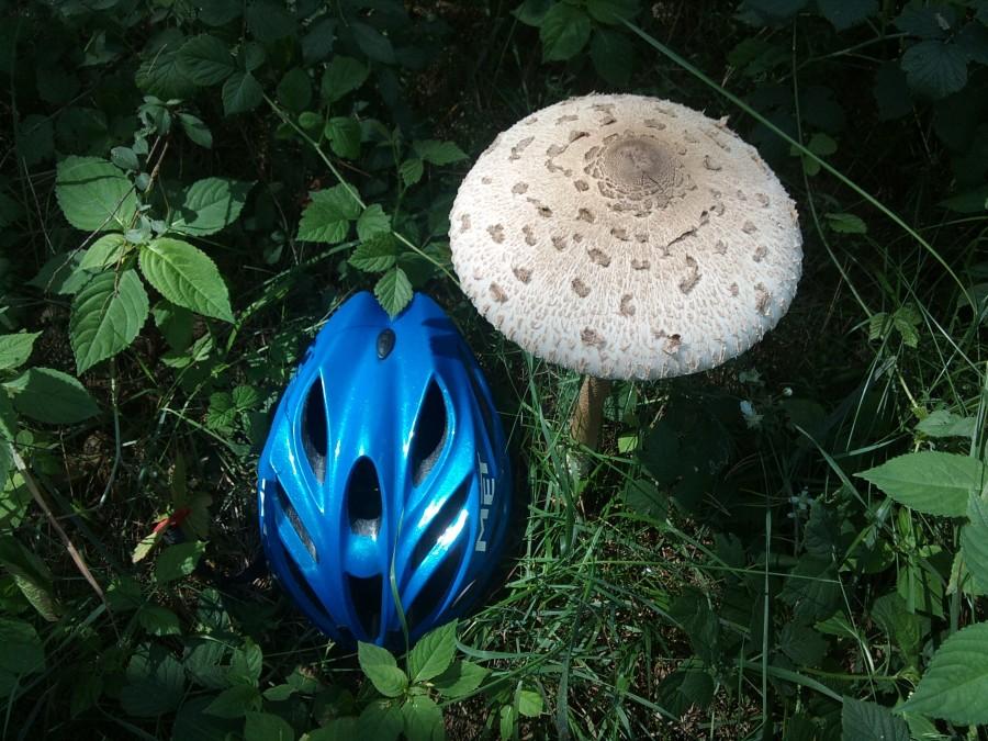 Kto miał czas,mógł na grzyby ...