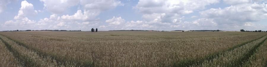 Pszeniczne pola dookoła