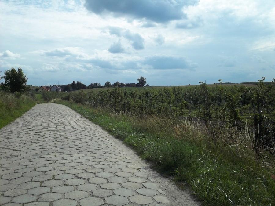 Sady jabłoniowe w Śliwinach