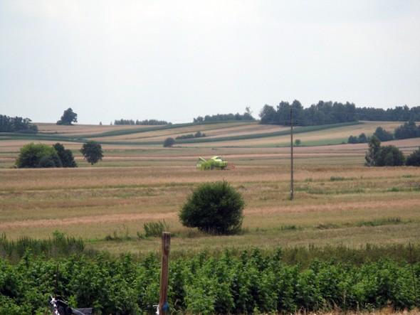Koszą rzepak...początek żniw