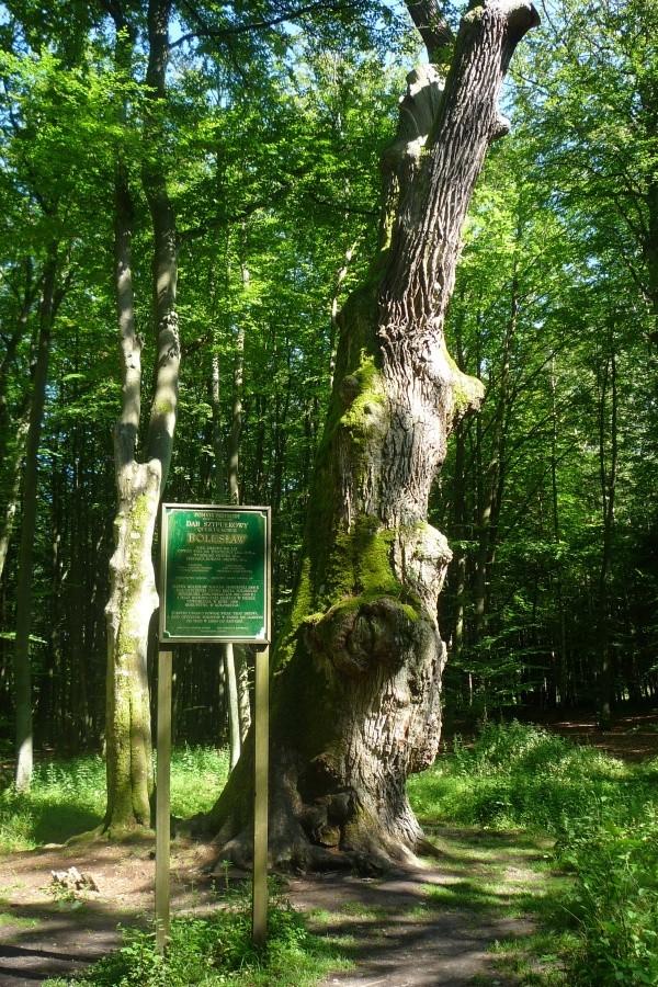 Najstarszy dąb w Polsce-Bolesław