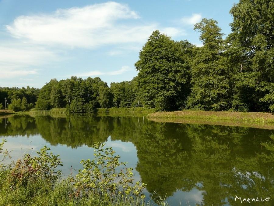 Staw przy młynie