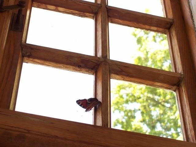 Motyl na oknie w kaplicy narodzenia św. Stanisława w Szczepanowie