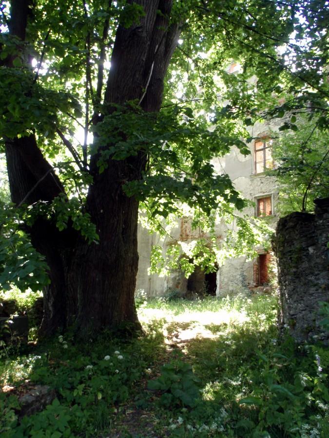 Przy zamku stara lipa