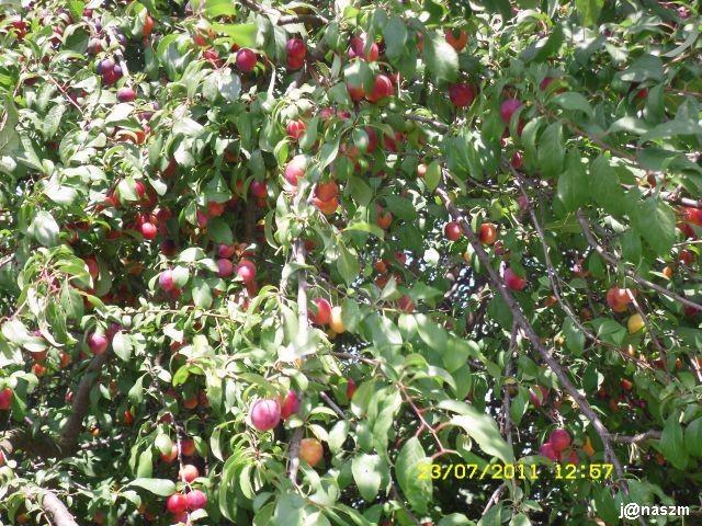 Mirabelki - śliwa domowa; Prunus domestica