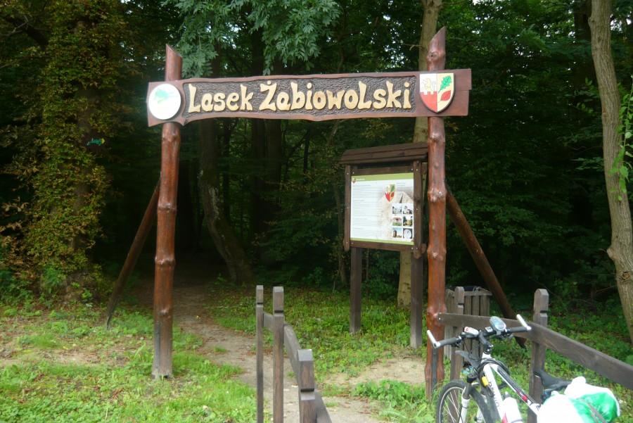 Lasek Żabiowolski.