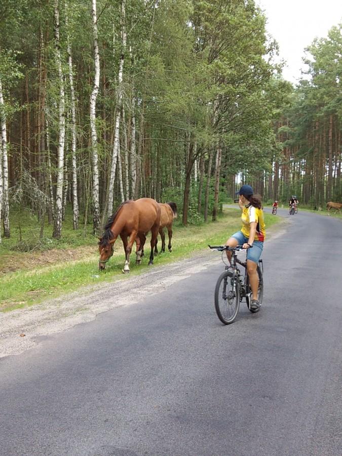 prawie dzikie konie i Asia ...