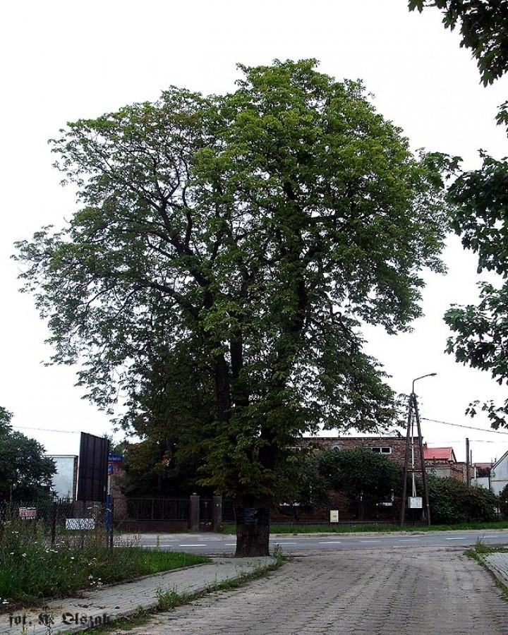 Kasztanowiec przy alei Nadziei