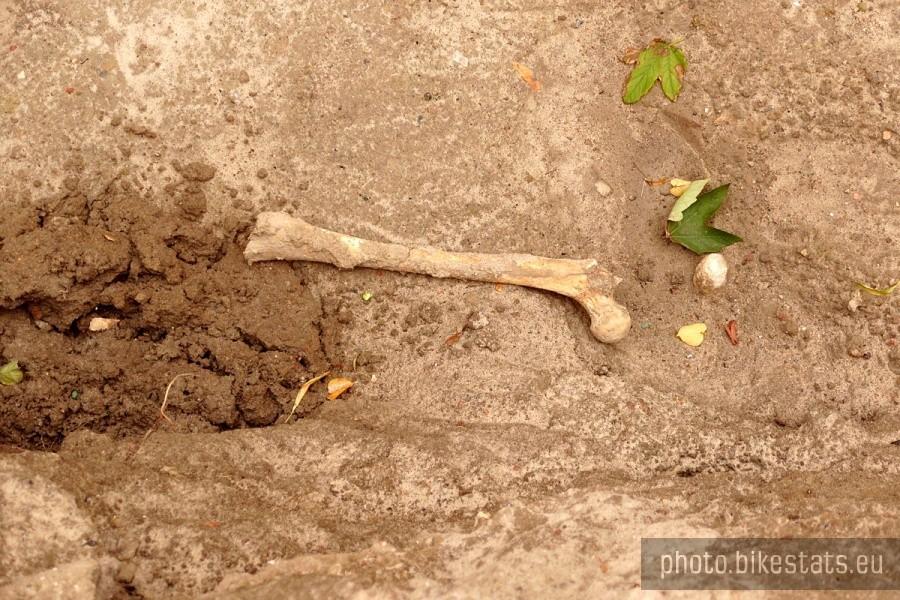 Wykopaliska archeologiczne przy kościele w Gniewie.