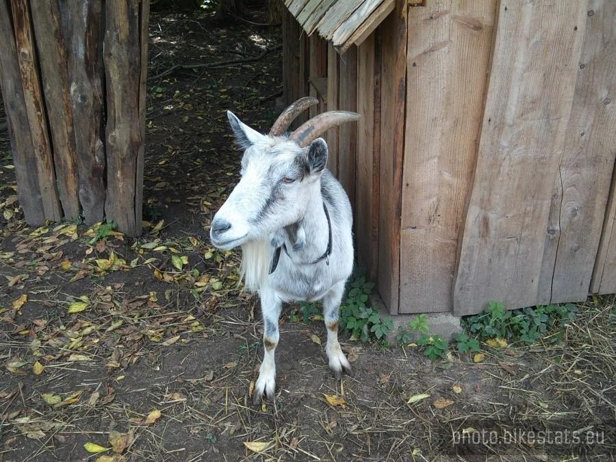 Koziołek