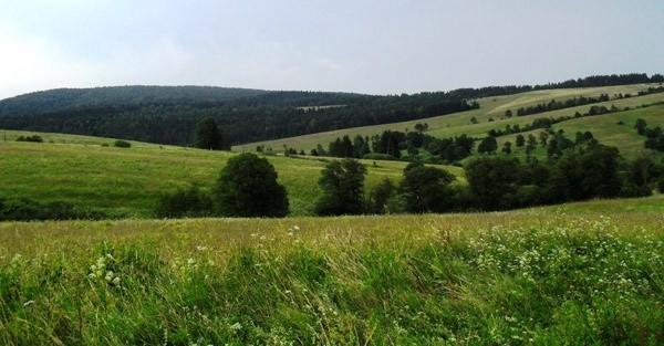 Zielono