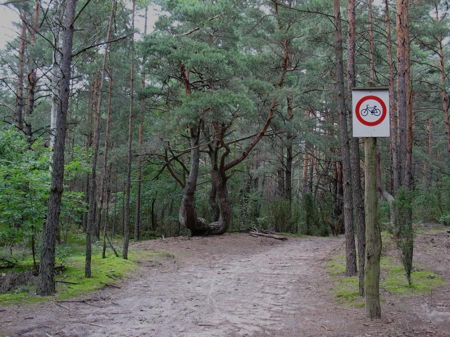 Uroczysko Łuża - sosna kandelabrowa