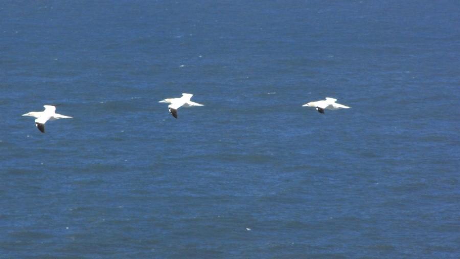 Bempton Cliffs