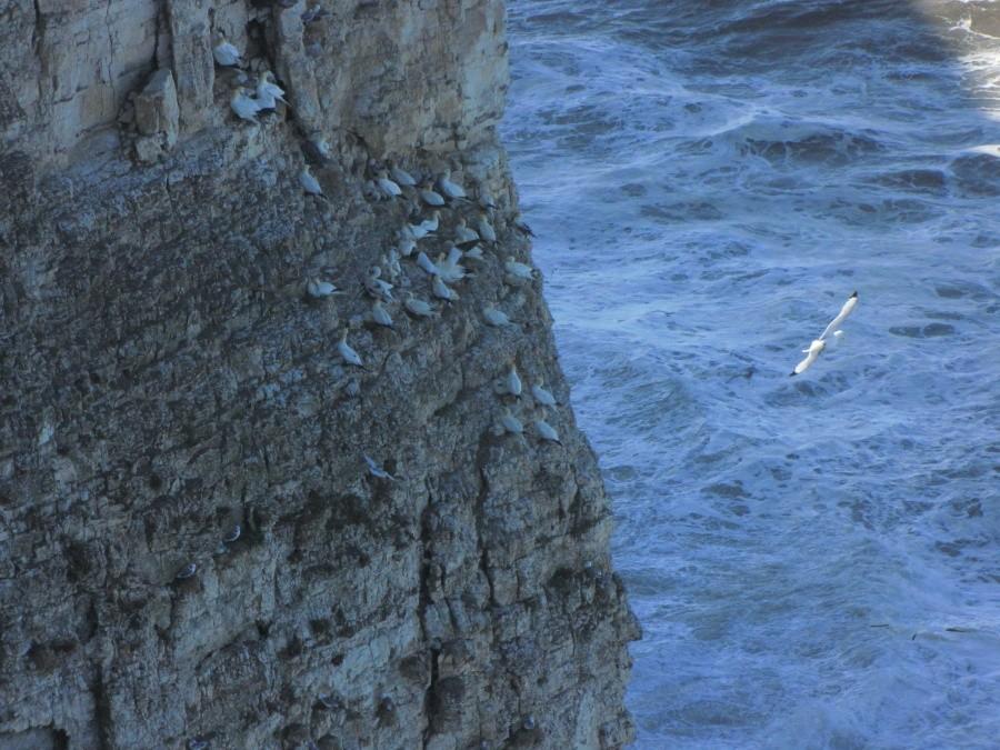 Bempton Cliffs