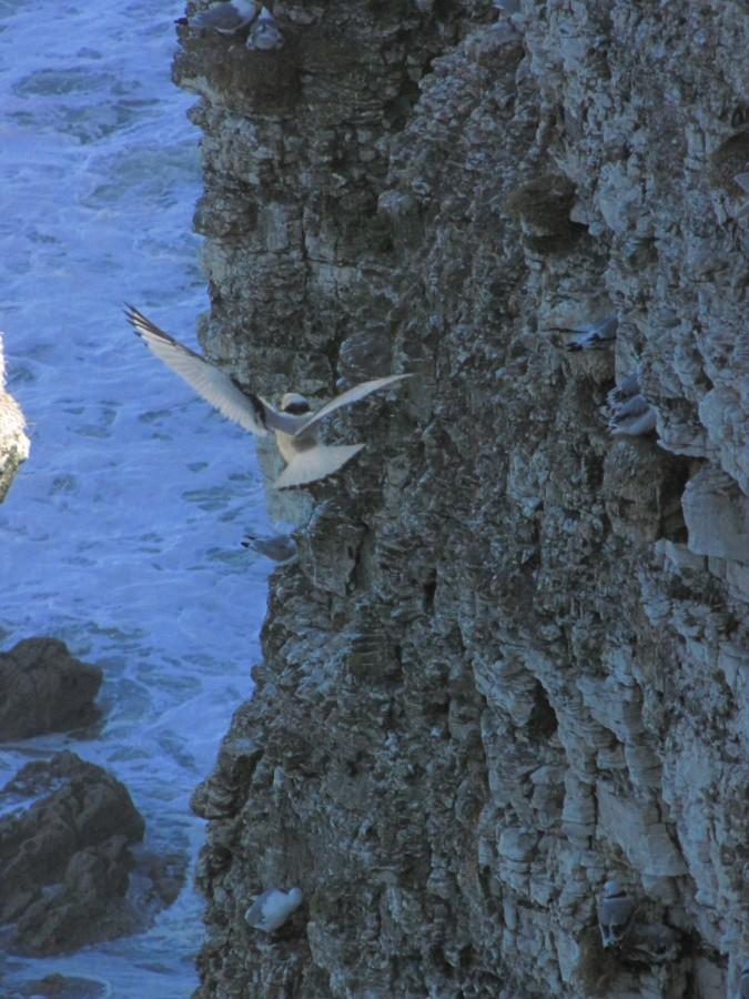 Bempton Cliffs