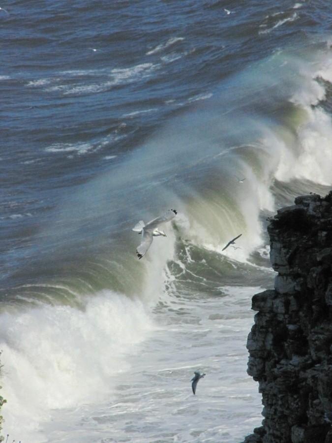 Bempton Cliffs