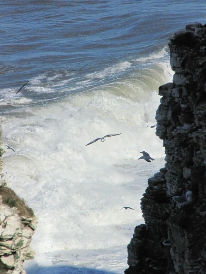 Bempton Cliffs