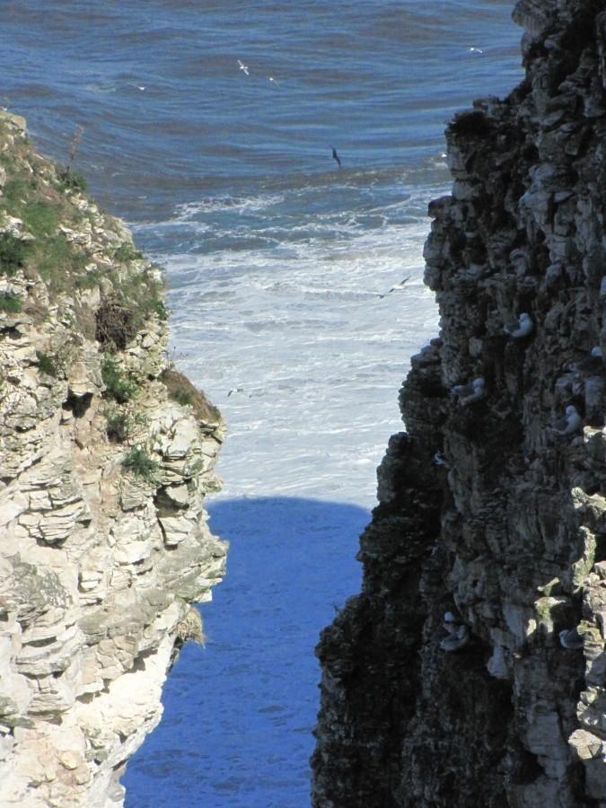 Bempton Cliffs