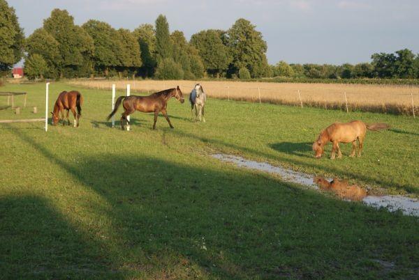 konik w Dąbrowej