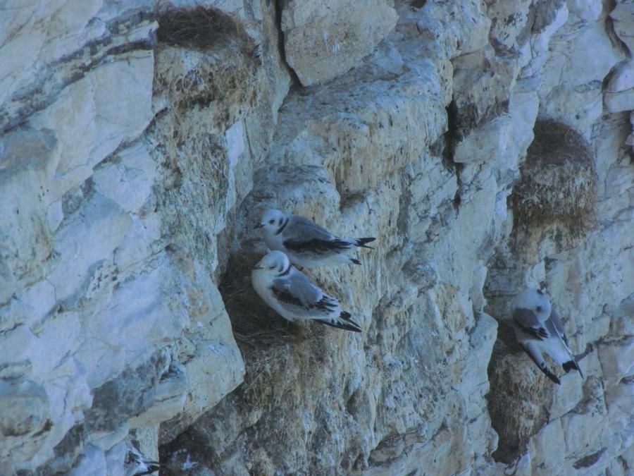 Bempton Cliffs