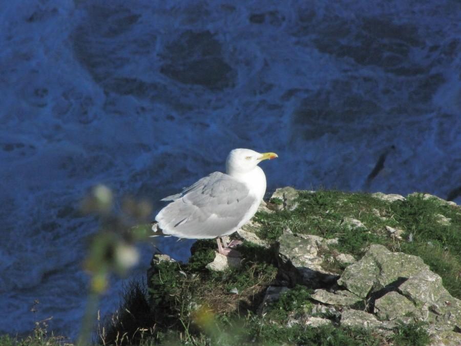 Bempton Cliffs